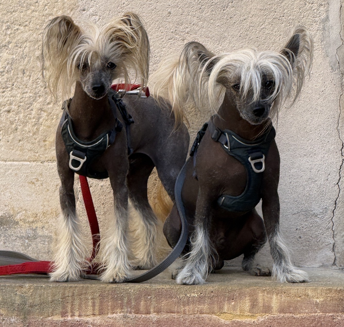 chinese crested dogs