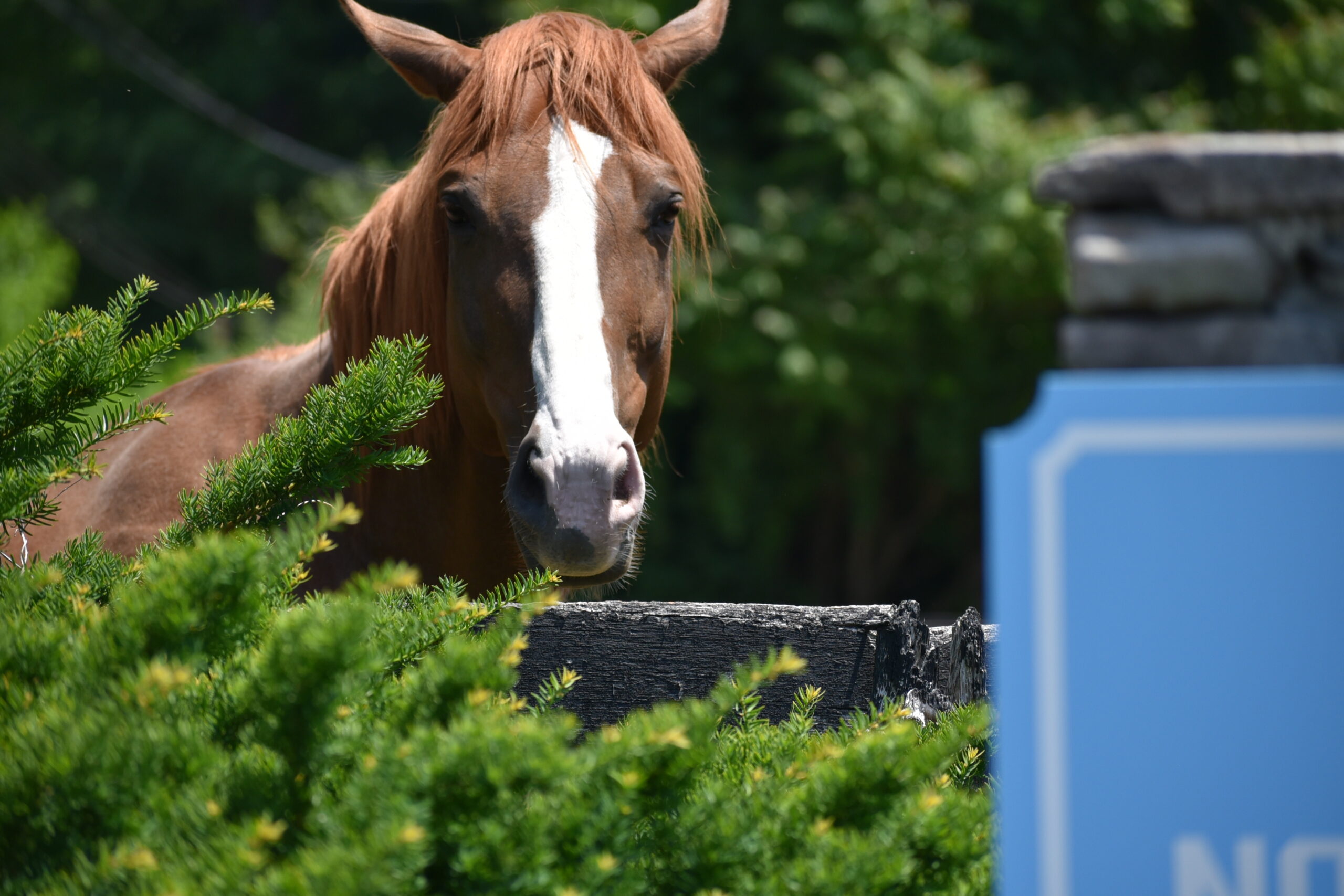horse
